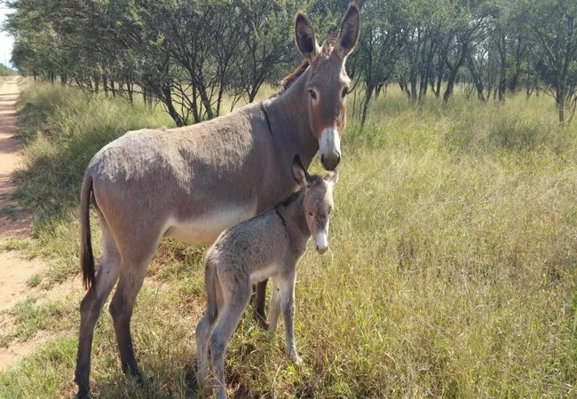 grootgeluk-bush-camp-farm-brak-350-off-1st-street-9jd2s