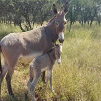 grootgeluk-bush-camp-farm-brak-350-off-1st-street-9jd2s