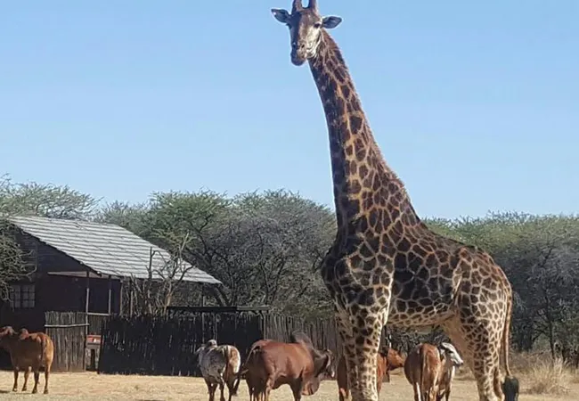 grootgeluk-bush-camp-farm-brak-350-off-1st-street-gywzr