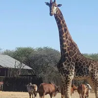 grootgeluk-bush-camp-farm-brak-350-off-1st-street-gywzr