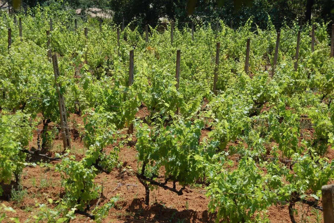 agricampeggio-bioelba-capoliveri-1kzad
