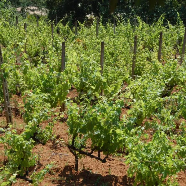 agricampeggio-bioelba-capoliveri-1kzad