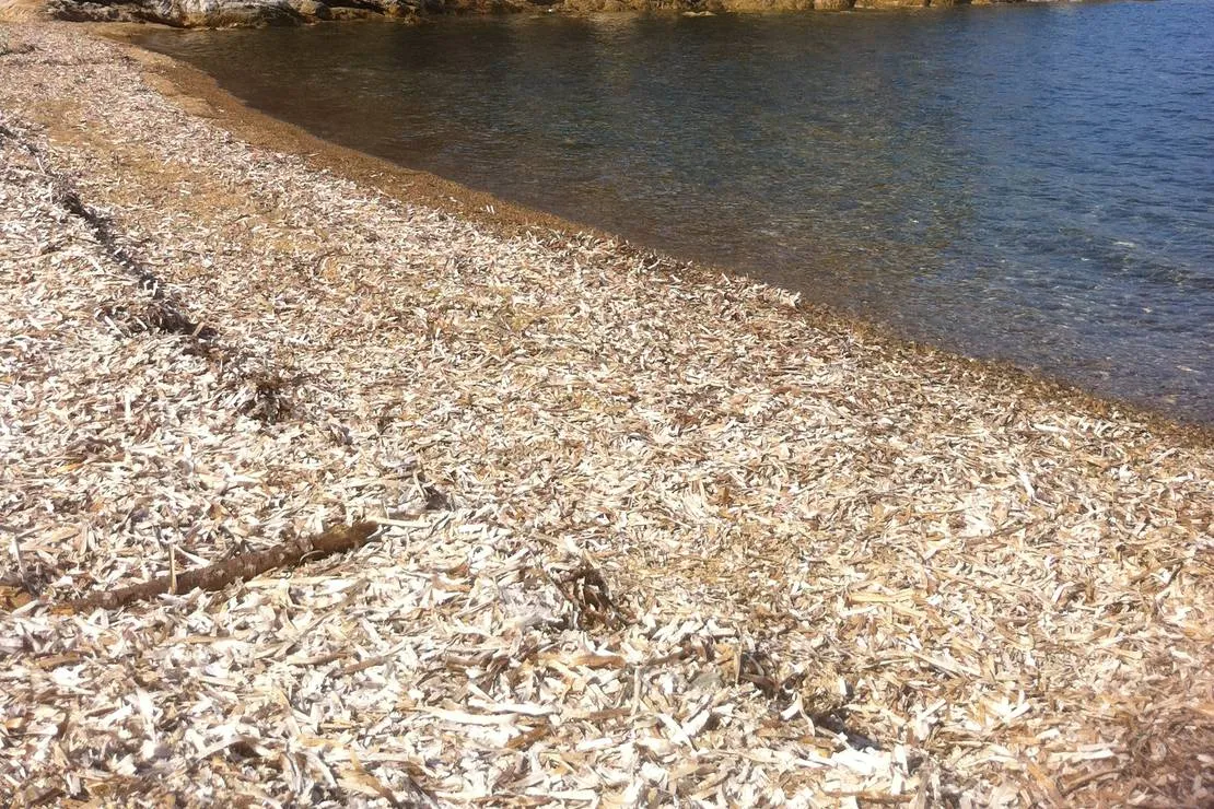 agricampeggio-bioelba-capoliveri-wooti