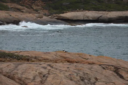 lucky-bay-campground-cape-le-grand-42m9i