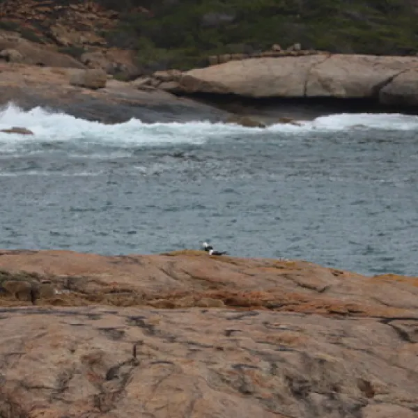 lucky-bay-campground-cape-le-grand-42m9i