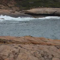 lucky-bay-campground-cape-le-grand-42m9i