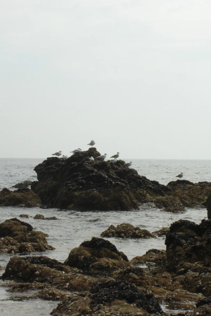 tremondec-guerande-loire-atlantique-jysg9