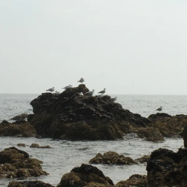 tremondec-guerande-loire-atlantique-jysg9