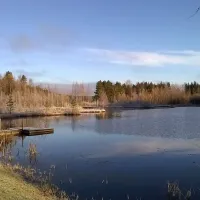 juupavaara-lyly-o2dv0