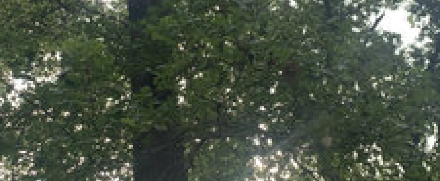 Whittington Woods Campground