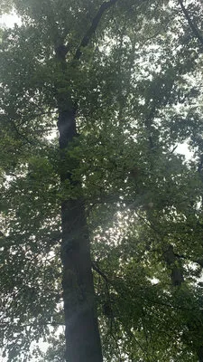whittington-woods-campground-whittington-rusnr
