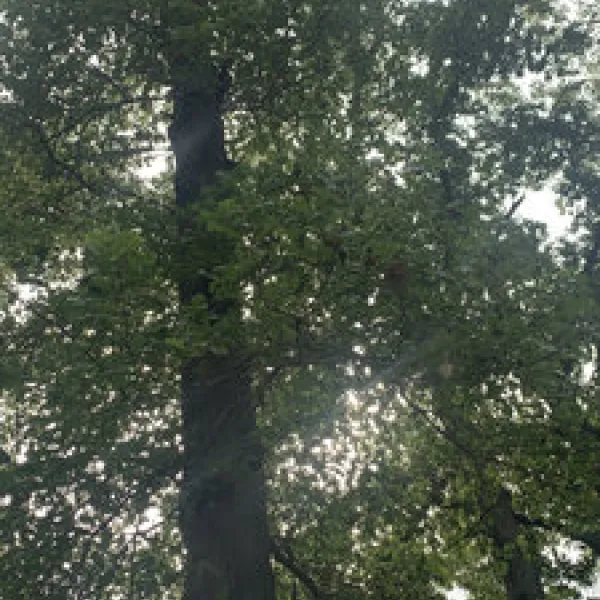 whittington-woods-campground-whittington-rusnr