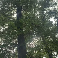 whittington-woods-campground-whittington-rusnr