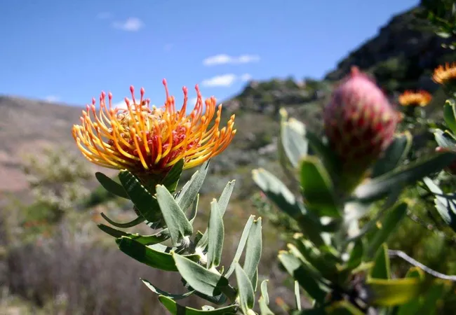 leopard-valley-glamping-citrusdal-cederberg-yrgsk