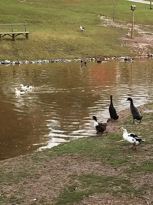 cedar-lake-campground-dover-frbyb