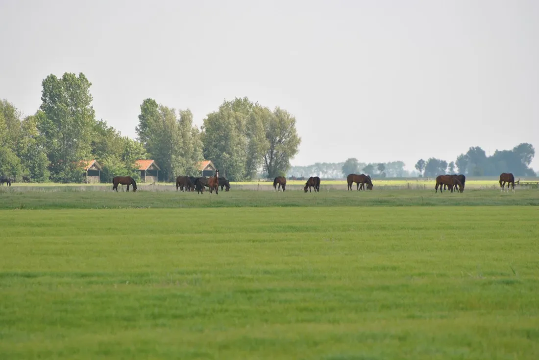 de-hammerslag-westergeest-yvjoy
