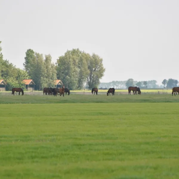 de-hammerslag-westergeest-yvjoy
