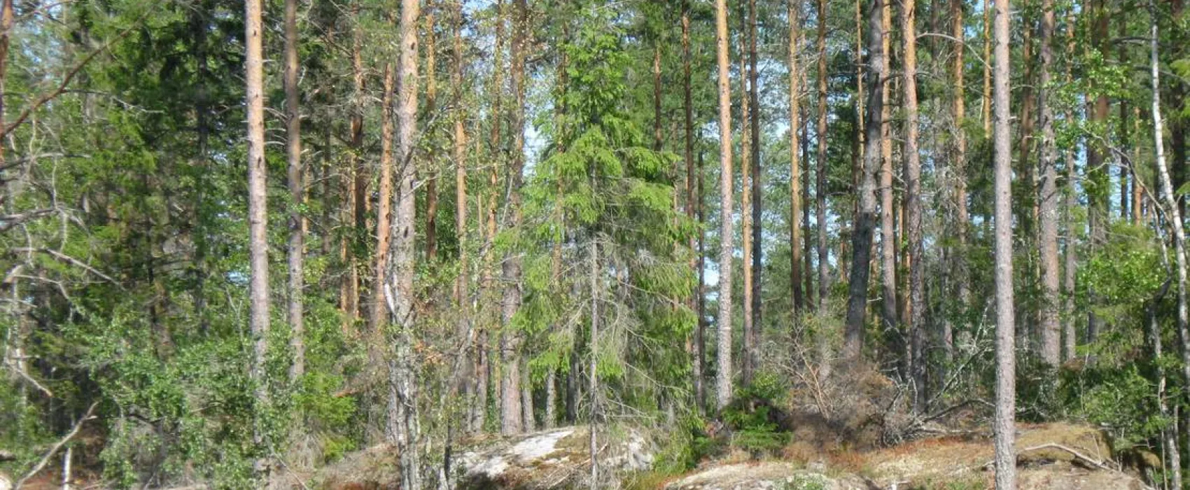 Siggefora Camping