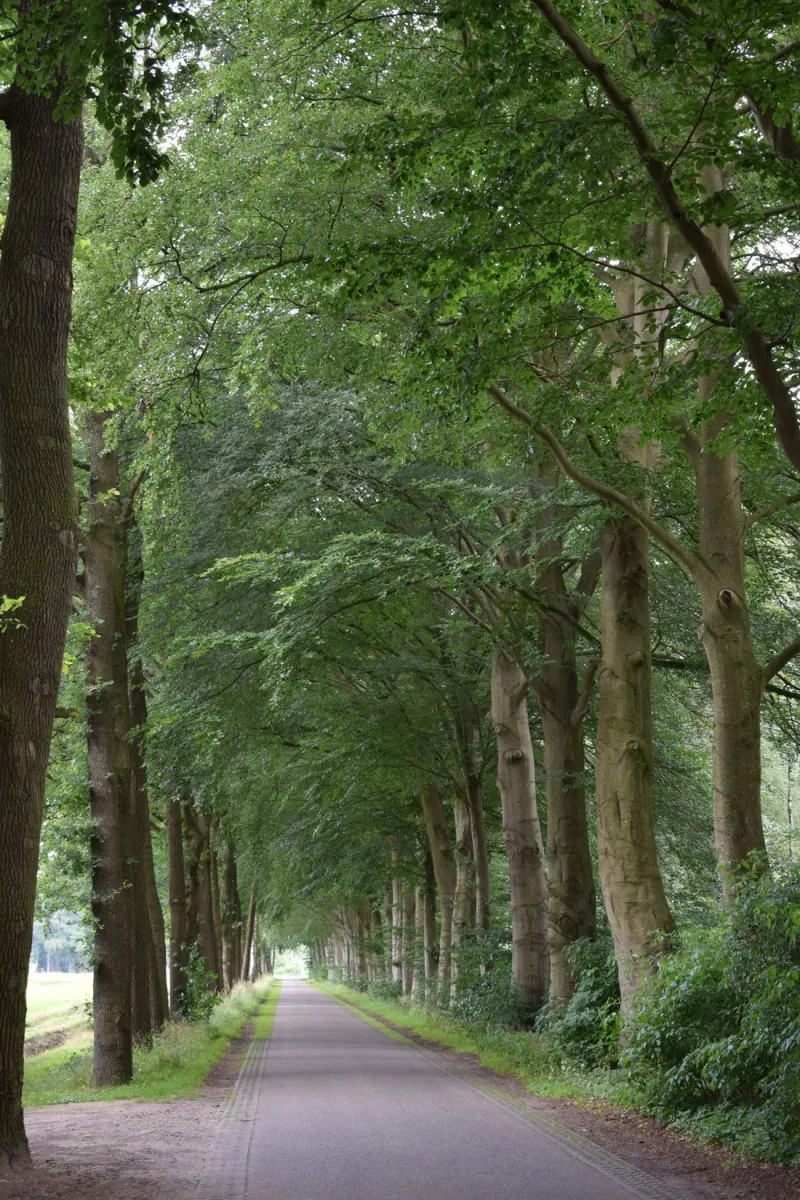 elzenbos-vorden-obyq6