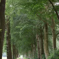Elzenbos
