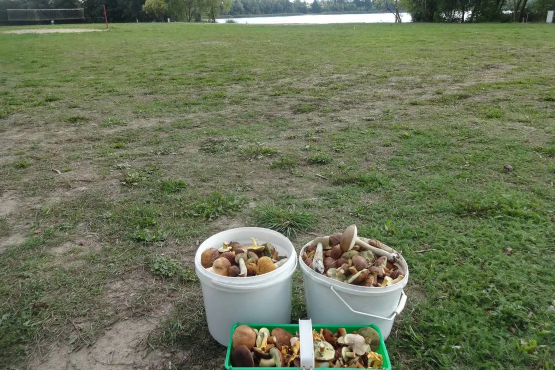 polwysep-sielanka-pole-campingowo-namiotowe-dzwierszno-male-v1g3l
