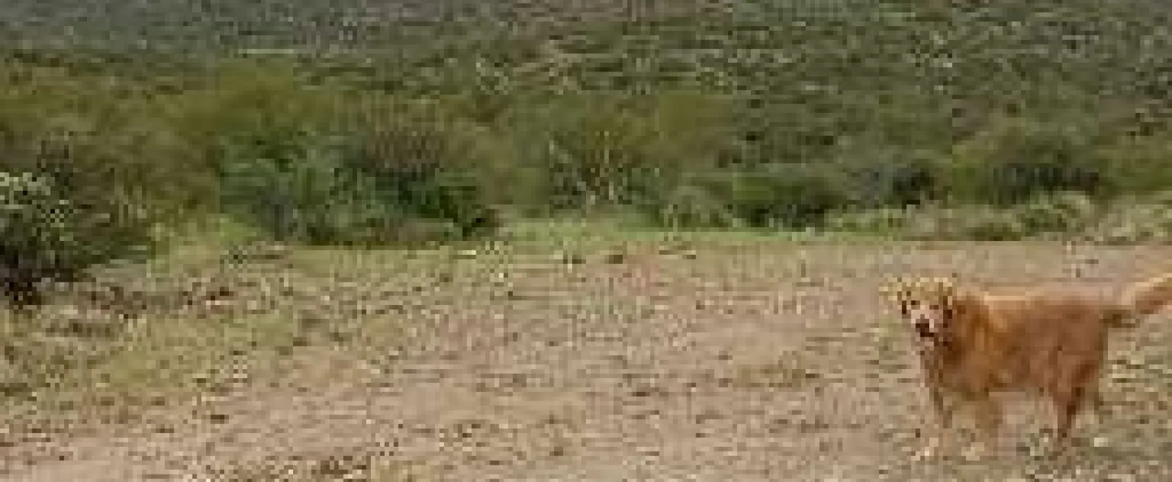 Arnett Road