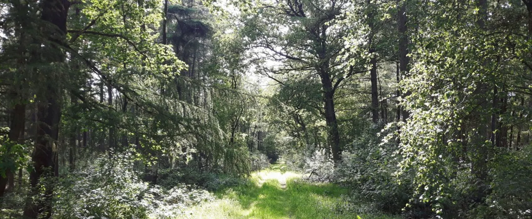 de Hoge Bomen