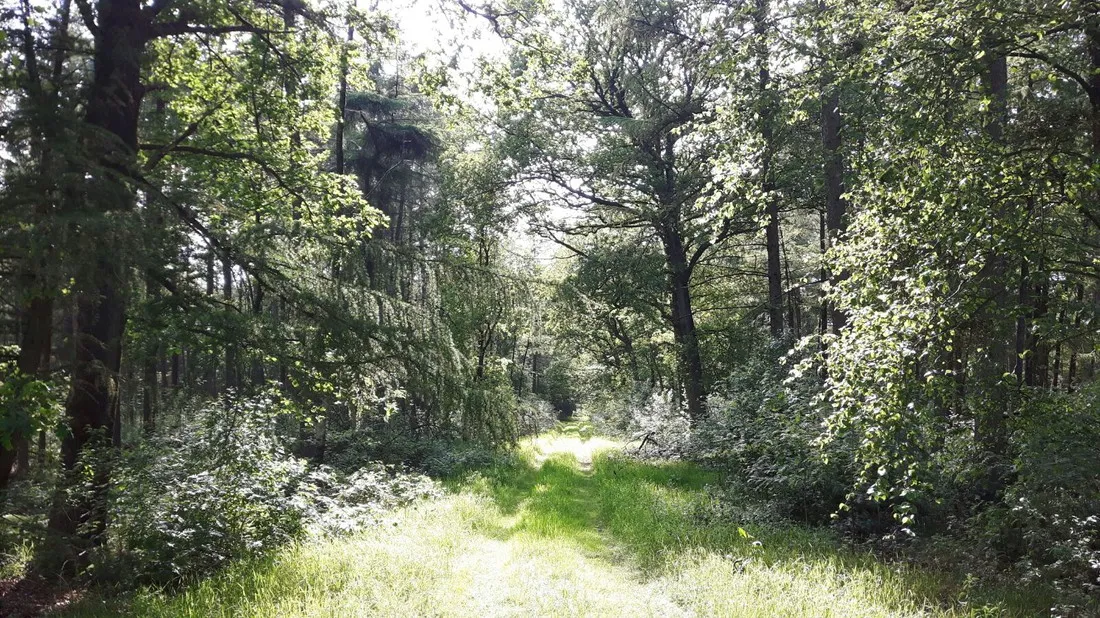 de-hoge-bomen-eeserveen-ovndp