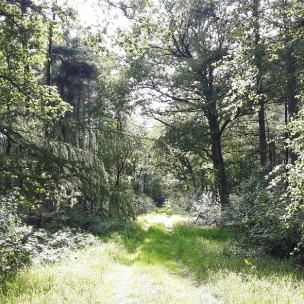 de-hoge-bomen-eeserveen-ovndp
