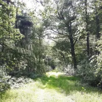 de-hoge-bomen-eeserveen-ovndp