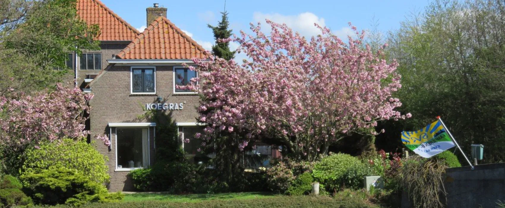Koegras
