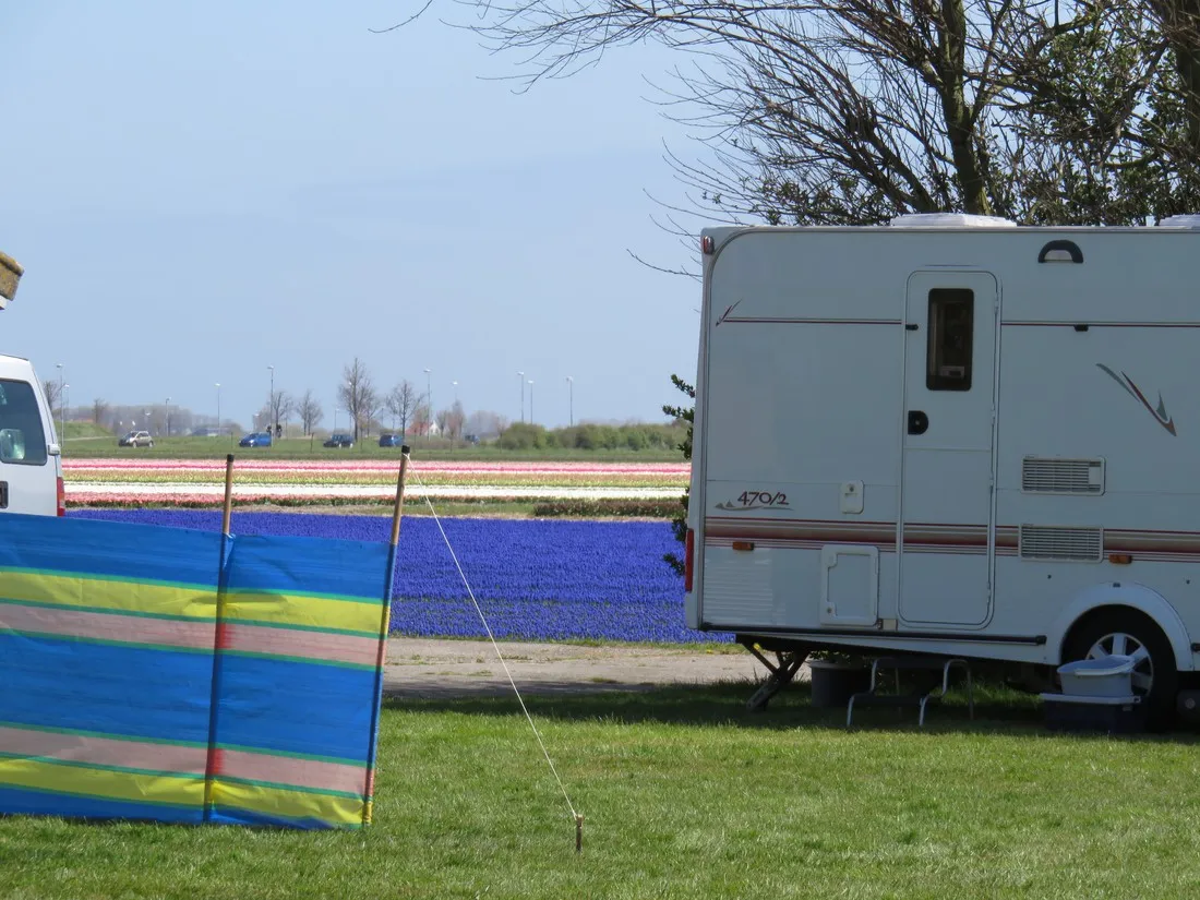 koegras-julianadorp-aan-zee-m8eo1
