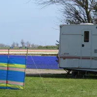 koegras-julianadorp-aan-zee-m8eo1