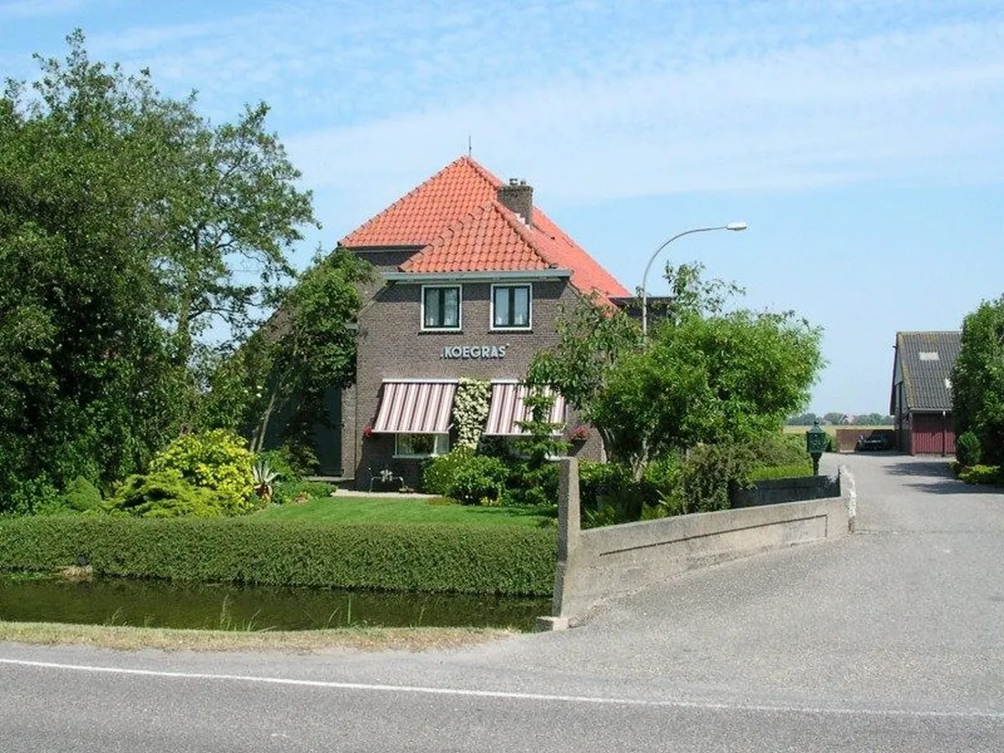 koegras-julianadorp-aan-zee-qg3wo