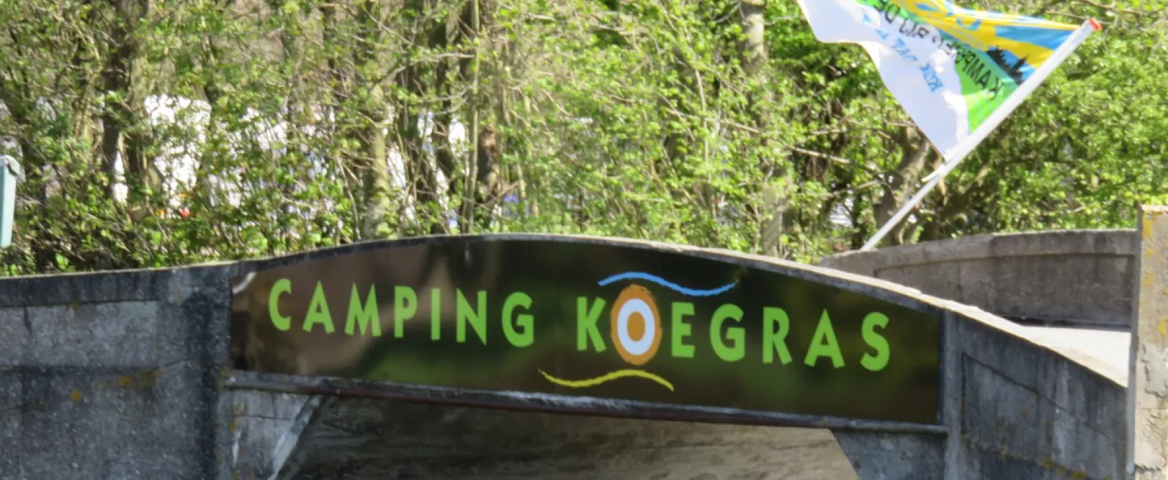 Koegras