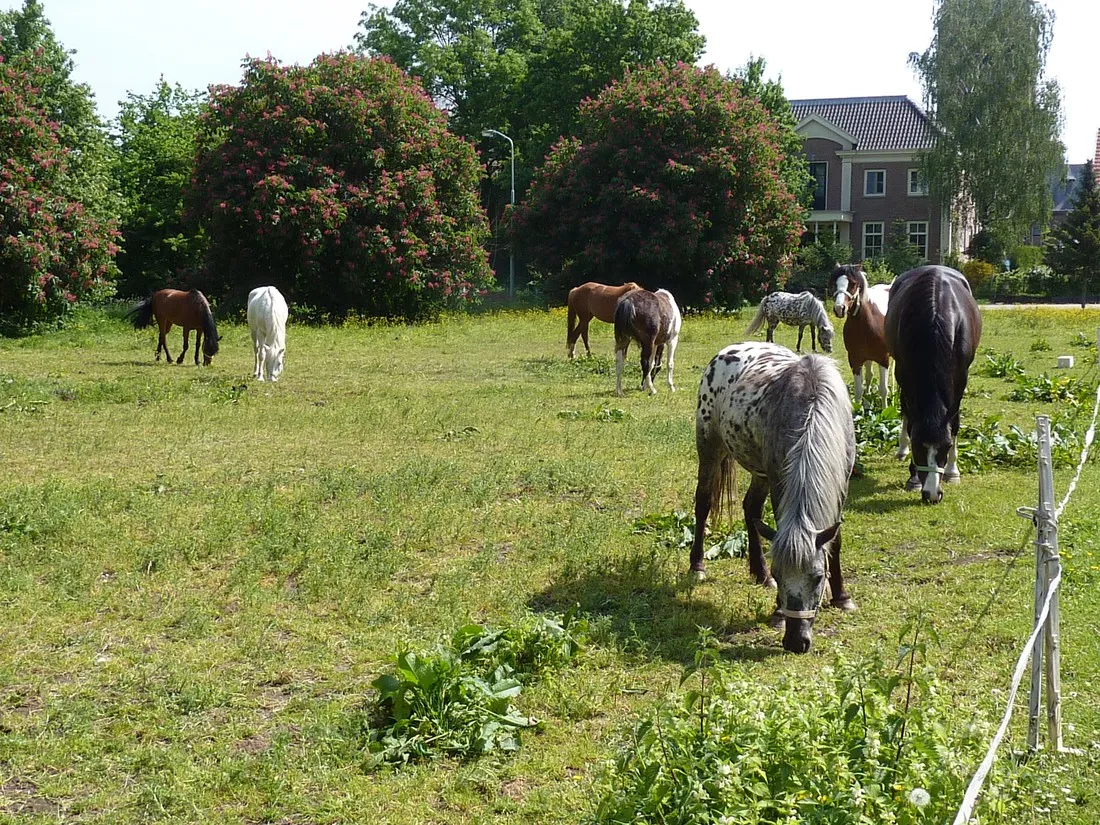 ponyboerderij-s-gravenhof-netterden-dbykx