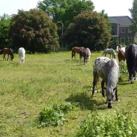Ponyboerderij 's-Gravenhof
