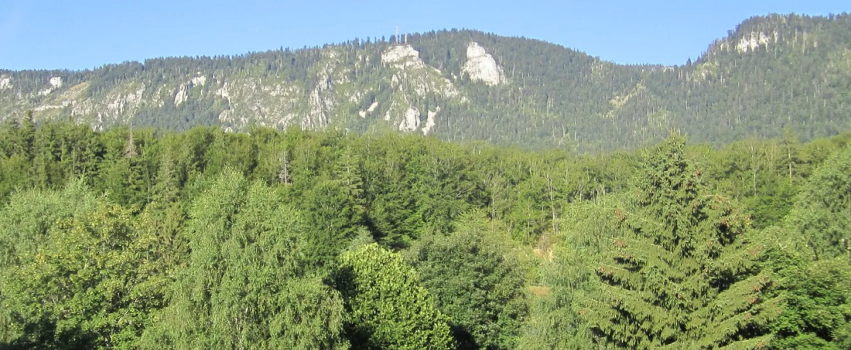 Des Myrtilles