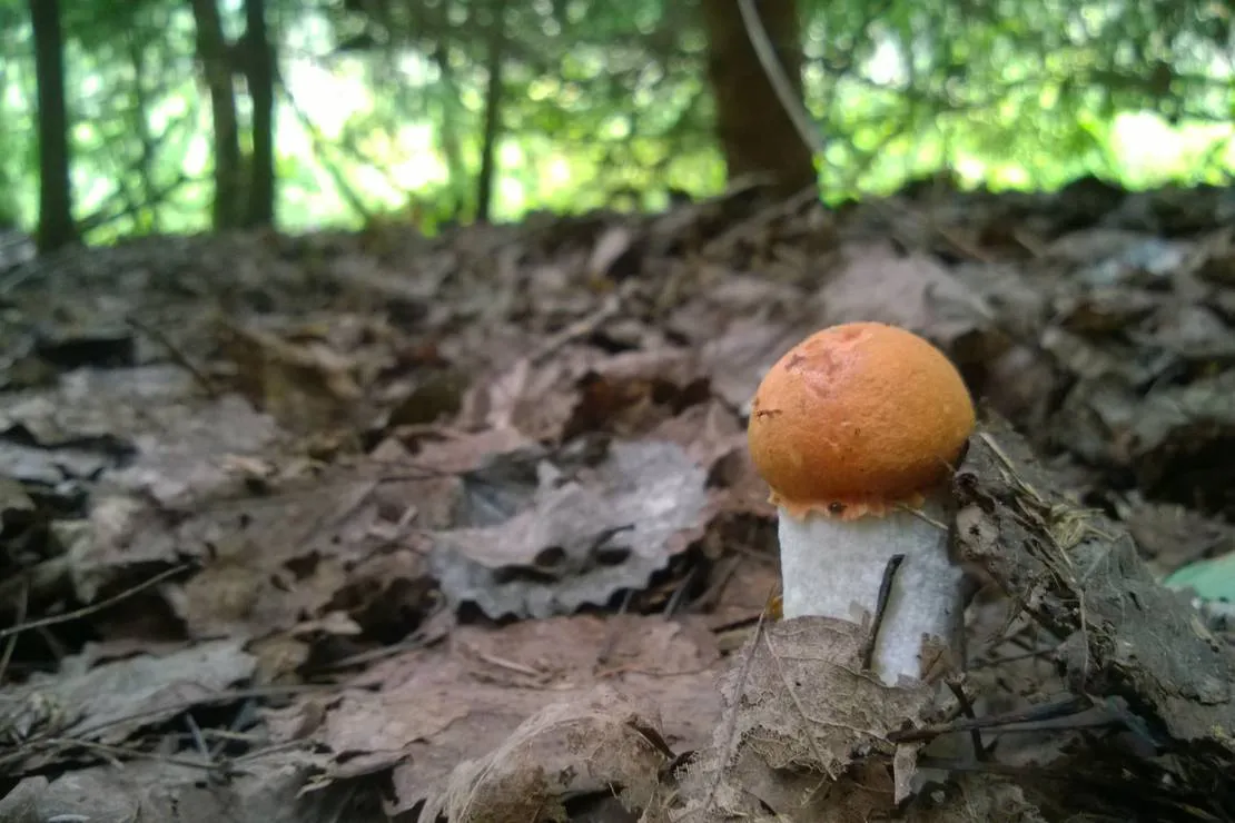 agroecology-hutor-of-komaryszkii-ostrovets-district-9subm