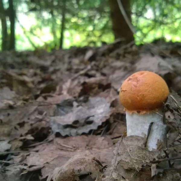 agroecology-hutor-of-komaryszkii-ostrovets-district-9subm