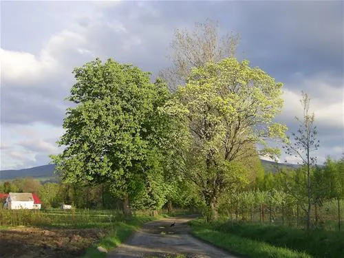 pension-educare-agroturistik-wolimierz-gmina-lesna-dbzls
