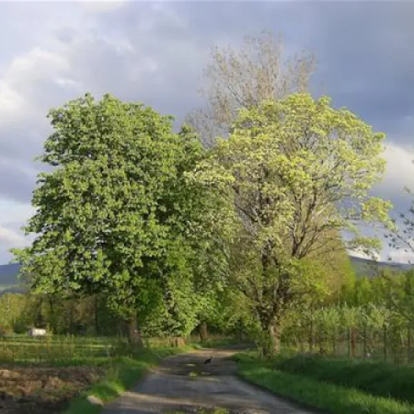 pension-educare-agroturistik-wolimierz-gmina-lesna-dbzls
