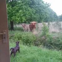 natuurkampeerterrein-voscheheugte-mantinge-afacl
