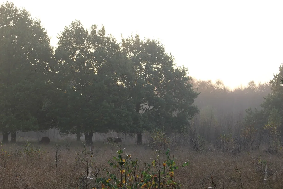natuurkampeerterrein-voscheheugte-mantinge-asujb
