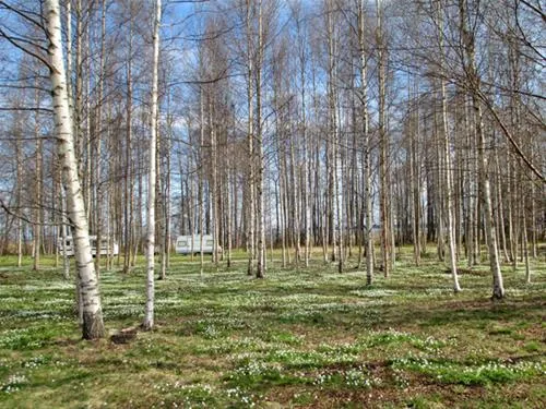lepispea-caravan-camping-lahemaa-national-park-vsu-lnevirumaa-nsynh