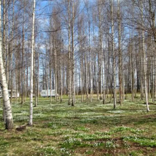 lepispea-caravan-camping-lahemaa-national-park-vsu-lnevirumaa-nsynh