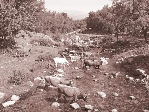 camping-carlos-i-cuacos-de-yuste-bkozq