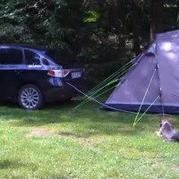 campingplatz-im-waldwinkel-zorge-harz-xqtn0