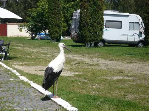 camping-salisteanca-saliste-rc16k