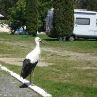 camping-salisteanca-saliste-rc16k